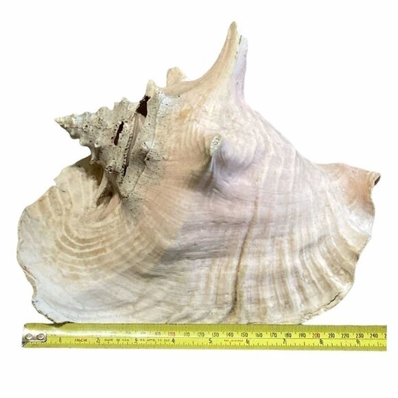 Large Beach Shell Decor - Picture 5 of 7